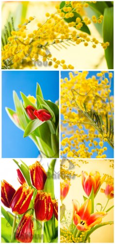 Tulips and mimosas /    - Photo stock