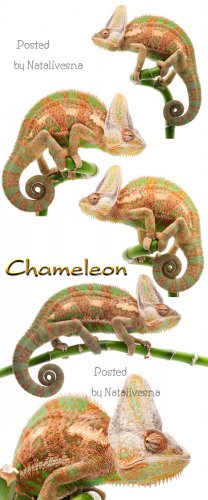  / Chameleon - Stock photo