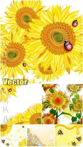 ,     / Sunflowers, bees and ladybugs - vector backgrounds