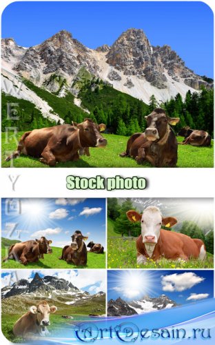  ,  /  Animal world, cows - Raster clipart