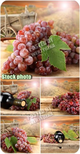        / Grapes - stock photos