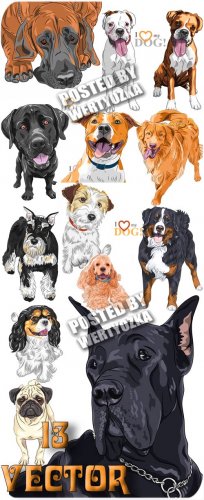   / Pedigree dogs - vector stock