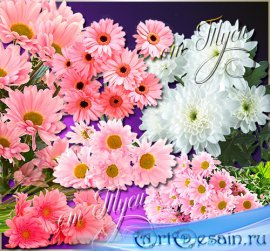 Clip Art - Chrysanthemum - Queen of autumn flowers